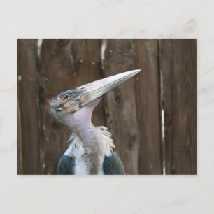Marabou Stork Postkarte