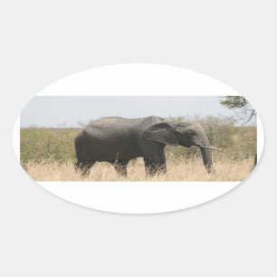 Maraelefant Ovaler Aufkleber