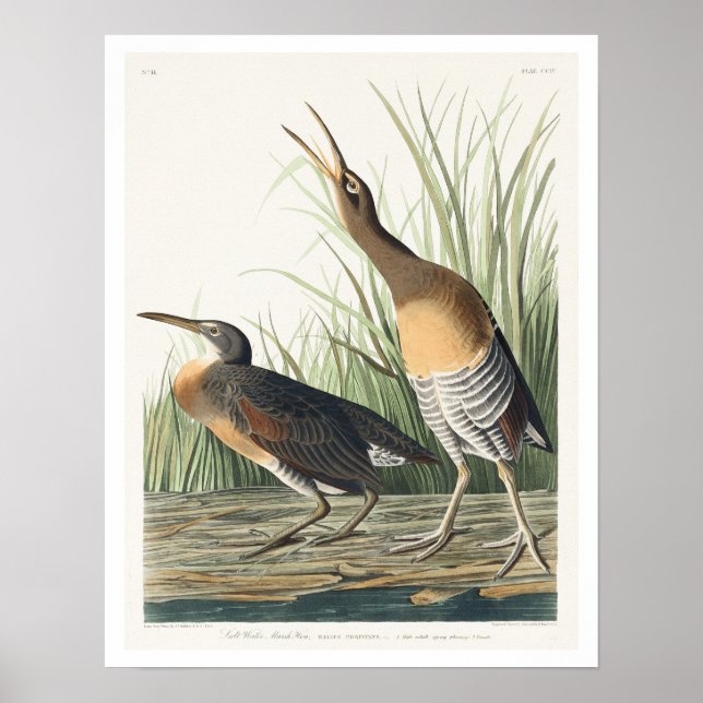 Marais d'eau salée Hen par Audubon Poster (Devant)