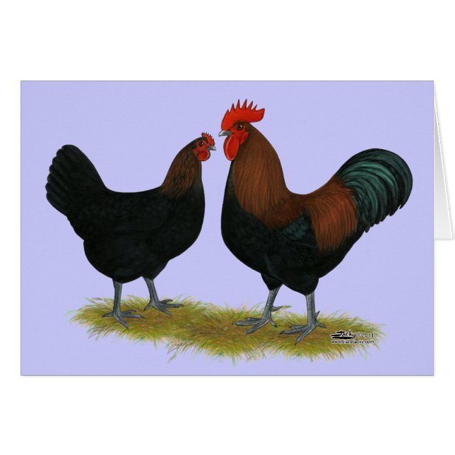 Marans Black Copper (Vorderseite (Horizontal))