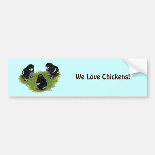 Marans Black Copper Chicks Autoaufkleber (Vorne)