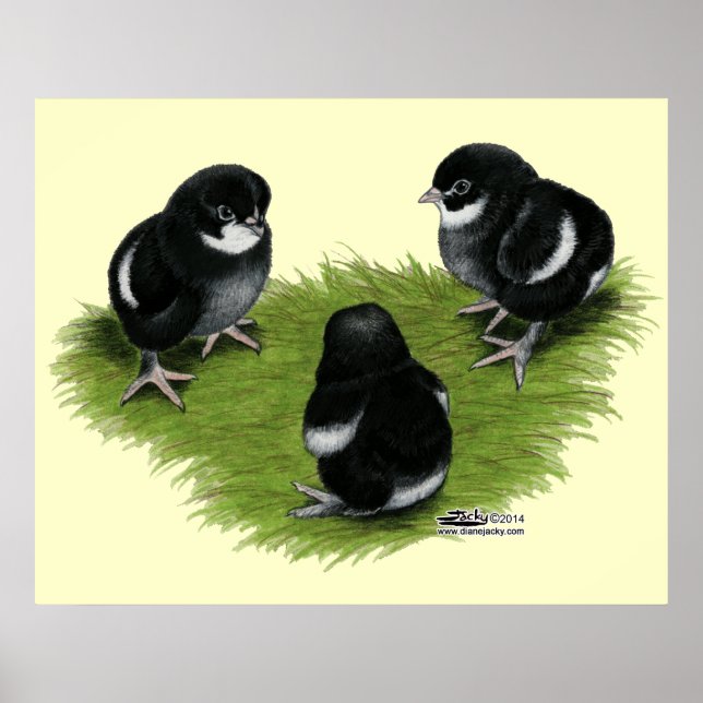 Marans Black Copper Chicks Poster (Vorne)