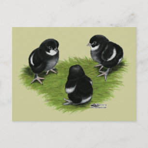 Marans Black Copper Chicks Postkarte