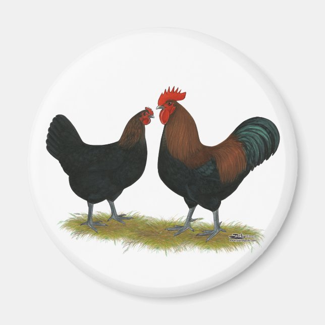 Marans Black Copper Magnet (Vorne)