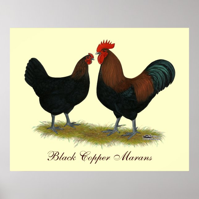 Marans Black Copper Poster (Vorne)