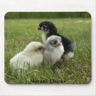 Marans Küken Mousepad