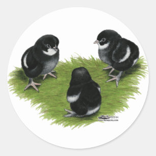 Marans Schwarz Kupfer Küken Runder Aufkleber