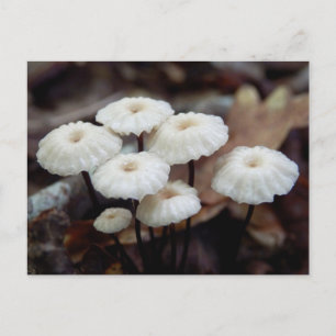 Marasmius rotula Mushroom Postcard Postkarte