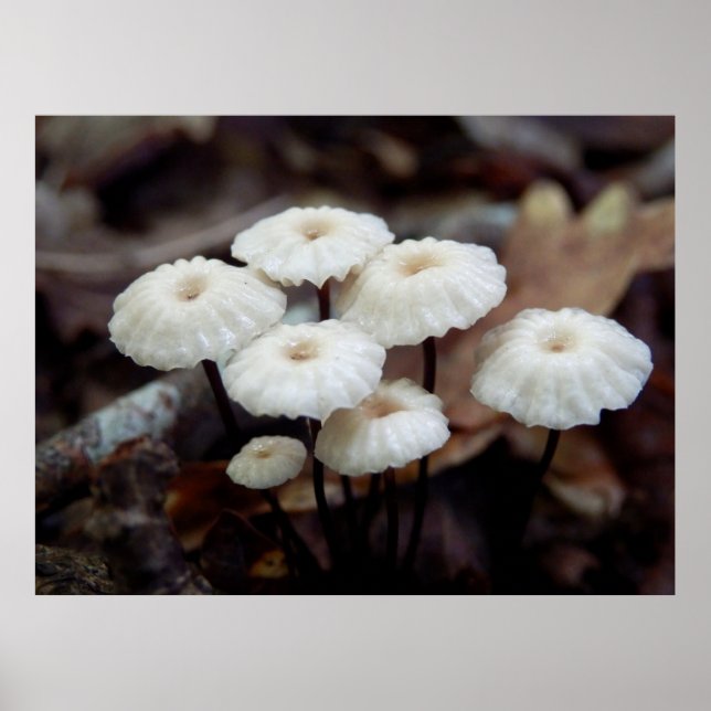 Marasmius rotula Mushroom Poster (Vorne)