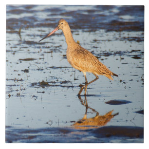Marbled Godwit im Pazifik Fliese
