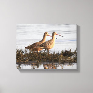 Marbled Godwits bei Blackie Spit Leinwanddruck