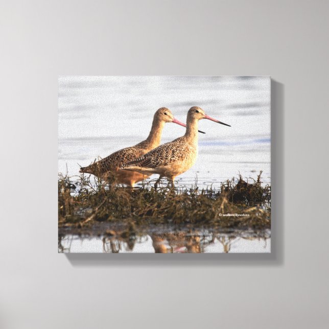 Marbled Godwits bei Blackie Spit Leinwanddruck (Vorderseite)