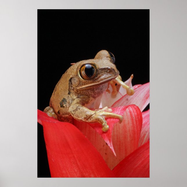 Marbled Reed Frog Poster (Vorne)