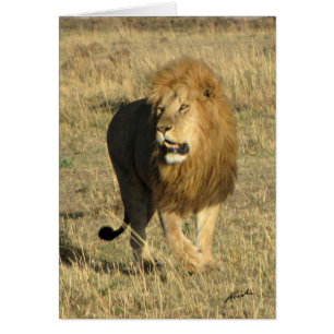 Marche de lion (de clubs de lions) (masai Mara,