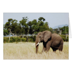Marche des éléphants Masai Mara Plains, Kenya Cart