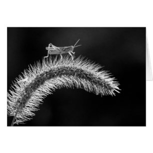 Marche en vol - Grasshopper