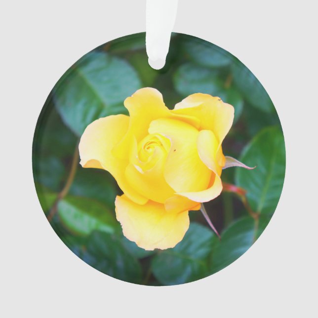 Marcher sur Sunshine Rose #1 Ornament (devant)