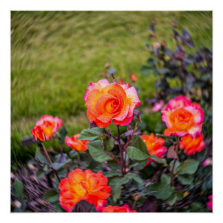 Mardi Gras Rose mit einer Wendung Poster