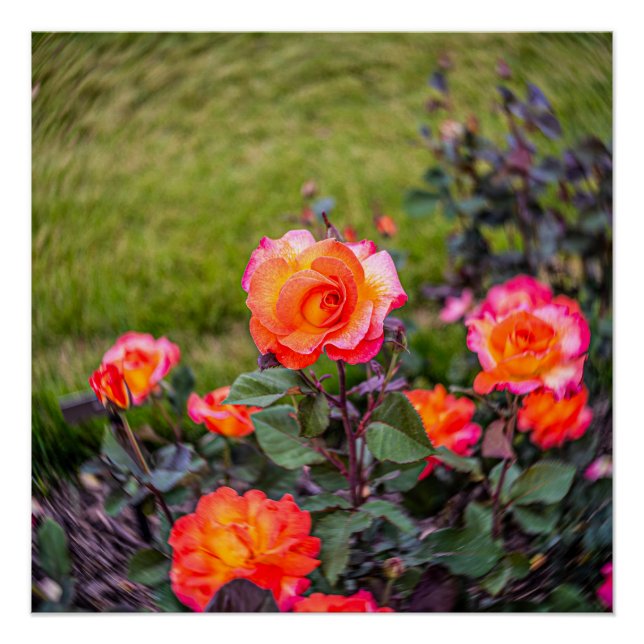 Mardi Gras Rose mit einer Wendung Poster (Vorderseite)