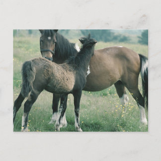 Mare and Foal Postkarte