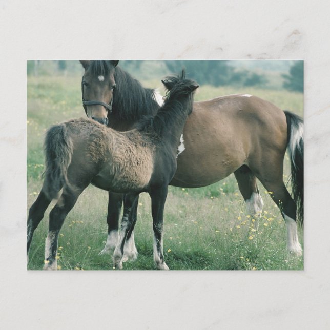 Mare and Foal Postkarte (Vorderseite)