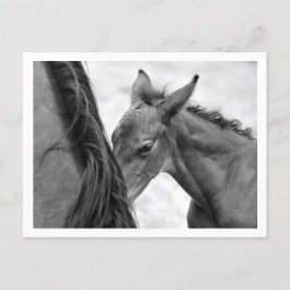 Mare and Foal Postkarte