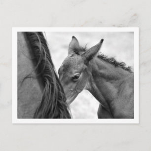Mare and Foal Postkarte