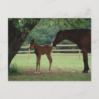 Mare and Foal Under Tree Postkarte
