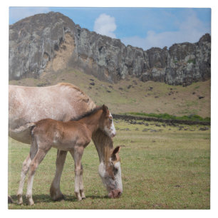 Mare & Colt am Vulkankrater von Rano Raraku Fliese