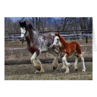 Mare & Colt laufen