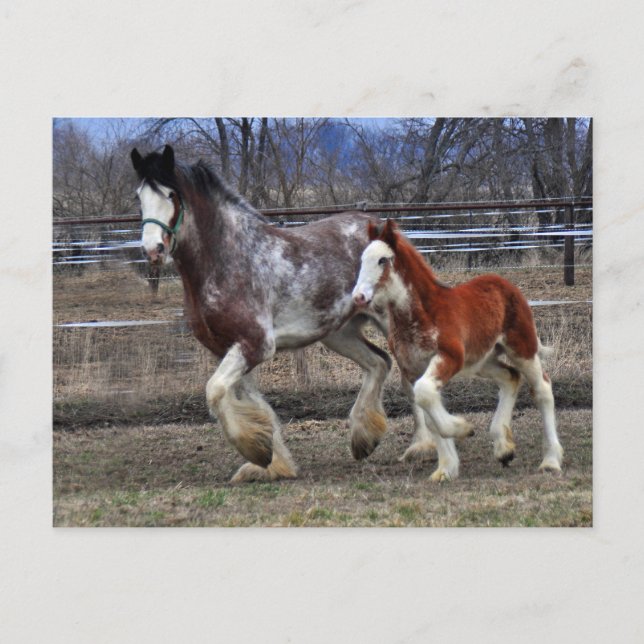 Mare & Colt laufen Postkarte (Vorderseite)