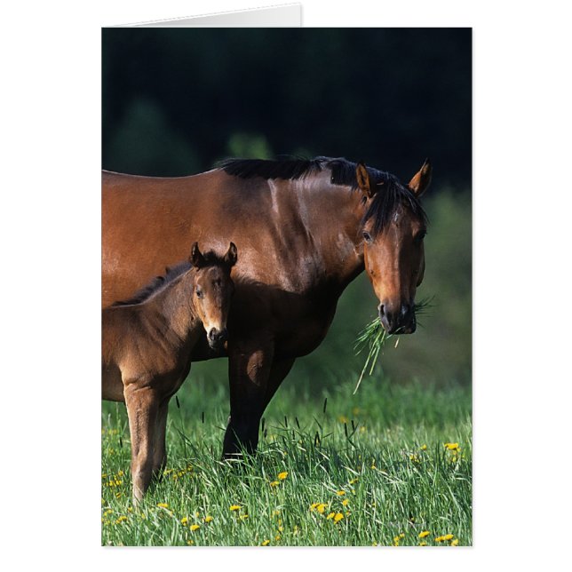 Mare et Foie de Thoroughbred 1 (Devant)