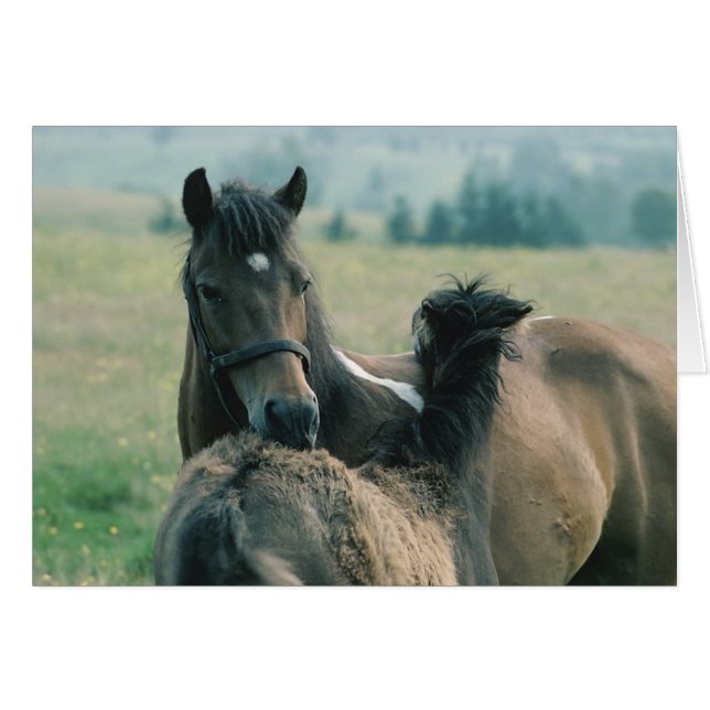 Mare et poulain se nourrissant mutuellement (Devant horizontal)