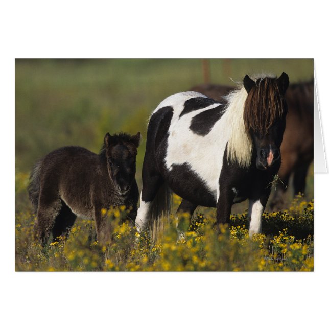 Mare miniature et Foal dans les fleurs (Devant horizontal)