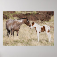 Mare mit Colt