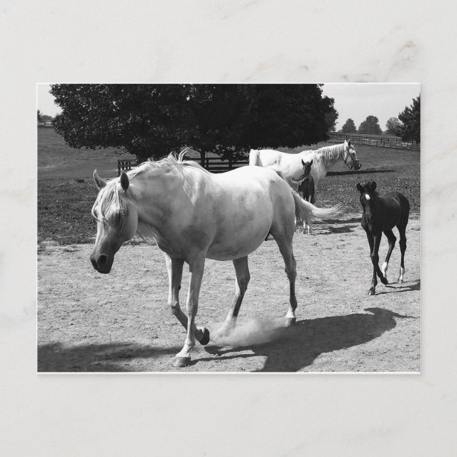 Mare und Filly Postkarte (Vorderseite)