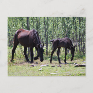 Mare und Fohlen perfekt synchron Postkarte