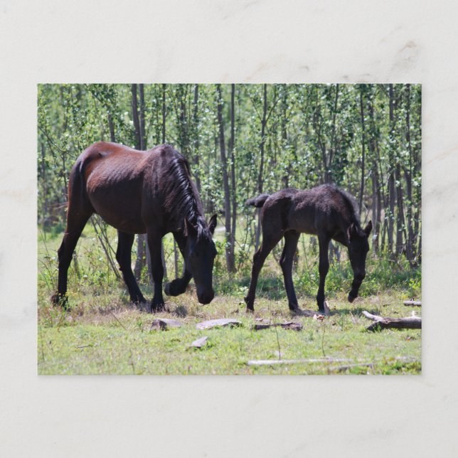 Mare und Fohlen perfekt synchron Postkarte (Vorderseite)