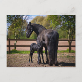 Mare und Fohlen Postkarte