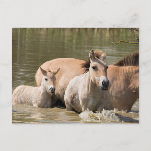 Mare with Foal Crossing a River Postkarte