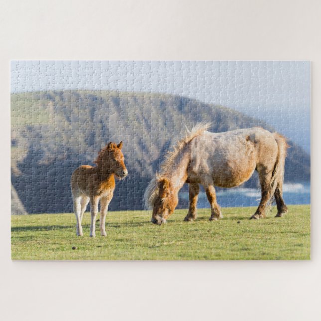 Mare with Foal, Shetland Islands, Schottland (Horizontal)