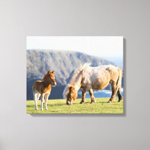 Mare with Foal, Shetland Islands, Schottland Leinwanddruck