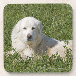 Maremma Schäferhund in der Weide tritt als ein Untersetzer