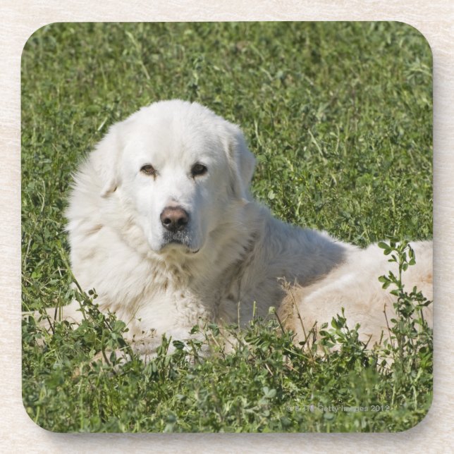 Maremma Schäferhund in der Weide tritt als ein Untersetzer (Vorderseite)