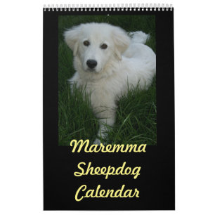 Maremma Schäferhund-Kalender Kalender