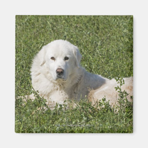 Maremma-Schafhund auf Weiden fungiert als Vieh Magnet