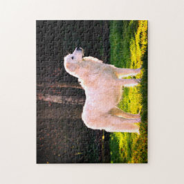 Maremma Sheepdog Beauty