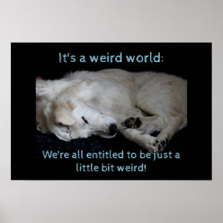 Maremma sheepdog bizarre Welt Poster