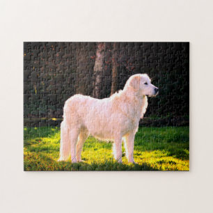 Maremma Sheepdog Schönheit