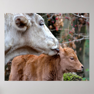 Maremmana-Kuh leckt Kalb Ohr Poster